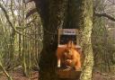 Coleg Cambria Llysfasi built feeders and nest boxes for red squirrels at enclosures in Clocaenog Forest. Picture: Red Squirrel United Project