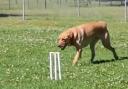 One of the dogs taking on the RSCPA Ashes series. Photo: RSPCA