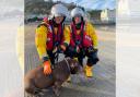 Lifesavers fortunately were able to save the loved dog