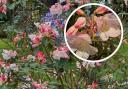 Rhododendron ‘Penjerrick’ at Bodnant Garden
