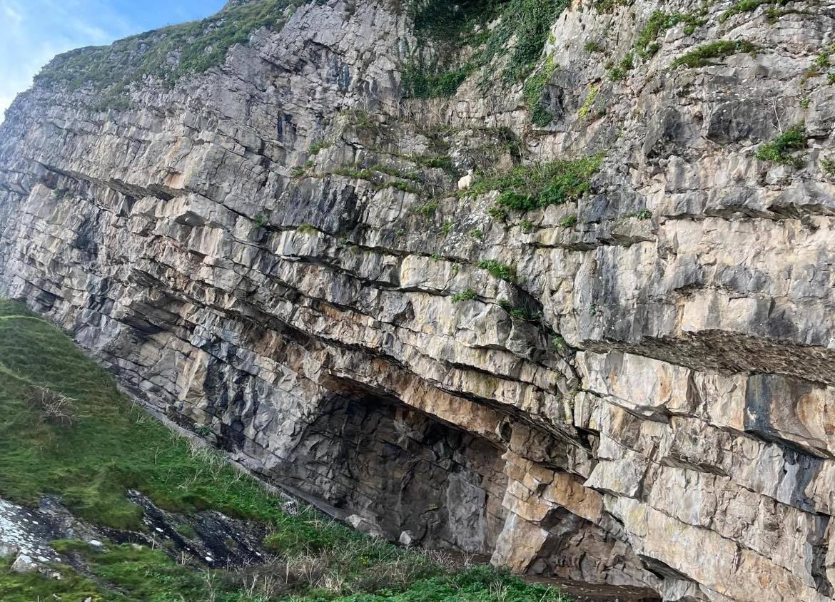 Numerous walkers on Llandudno’s Great Orme have reported a stranded goat to Conwy County Council and the RSPCA, fearing the animal is stuck on the ledge near Elephant’s Cave..