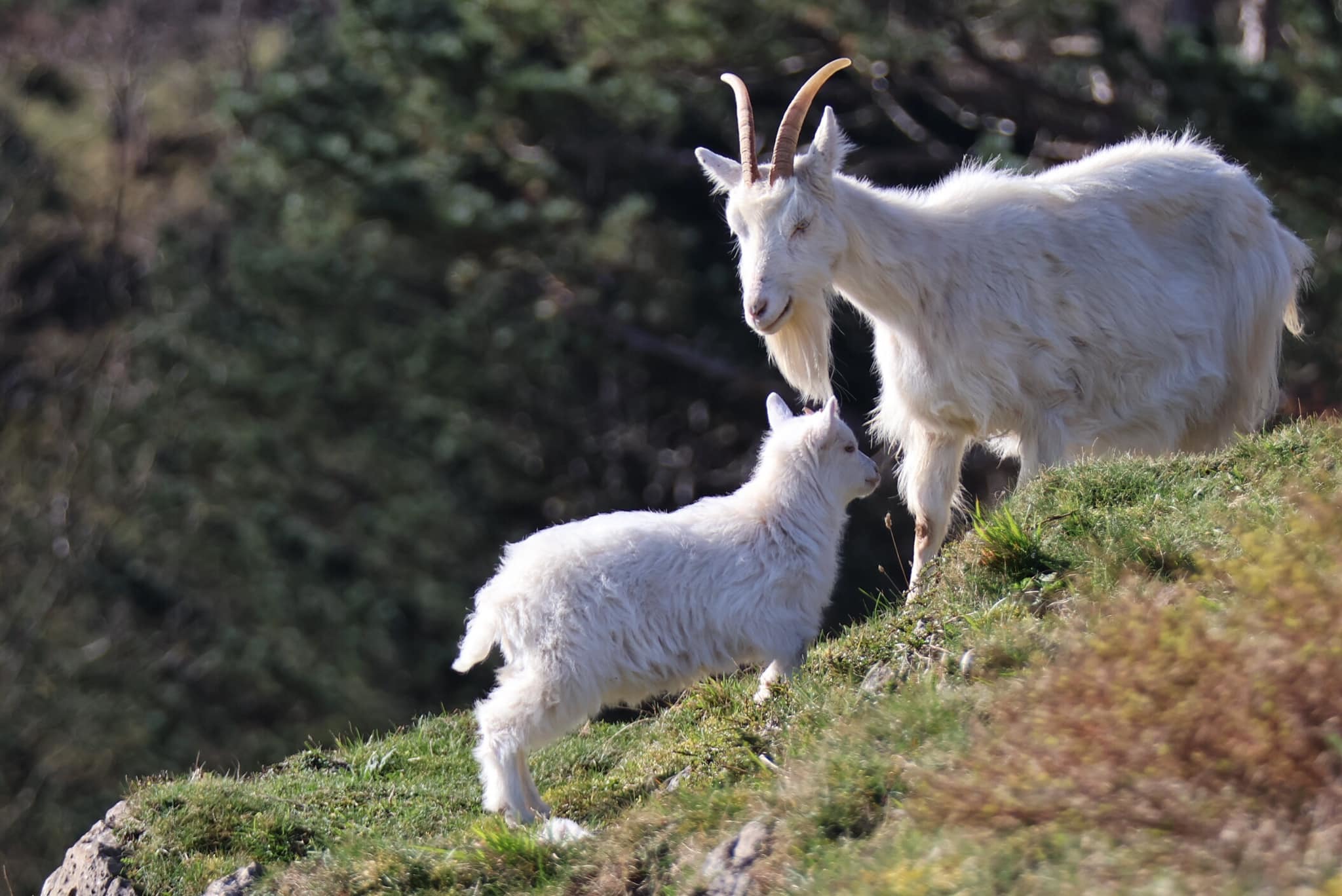 Goats on the Great Orme, Llandudno. Picture: Karl Eastwood