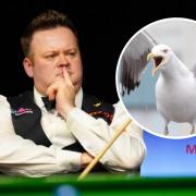 Snooker's Shaun Murphy will be wondering what might have been after his Chocolate Orange was taken by a seagull.