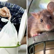 Concerns reduced nappy collections could see rat population increase in Llandudno. Rat image: Pixaby