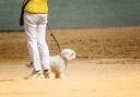 Dog enjoys a walk on the beach with their owner