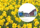 Daffodils are being planted at Llandudno Hospital