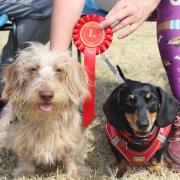The 2023 RSPCA Bryn-y-Maen Animal Centre Dog Show