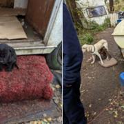 Dogs found in North Wales in November 2022