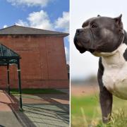 Llandudno Magistrates' Court. Inset: A XL Bully dog