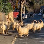 Some of the goats roaming in Llandudno