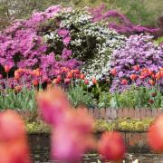Spring at Bodnant Garden