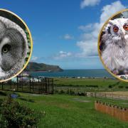 Bodafon Farm Park. Inset: Owls of The Owls Trust