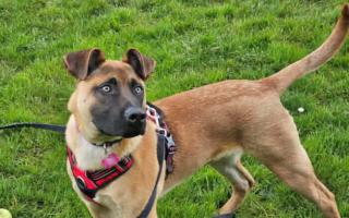 Apollo is one of the dog awaiting a new home at the centre