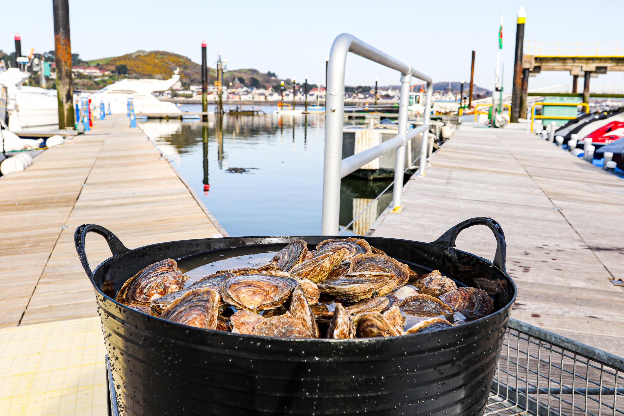 1,300 native oysters have been installed in the waters