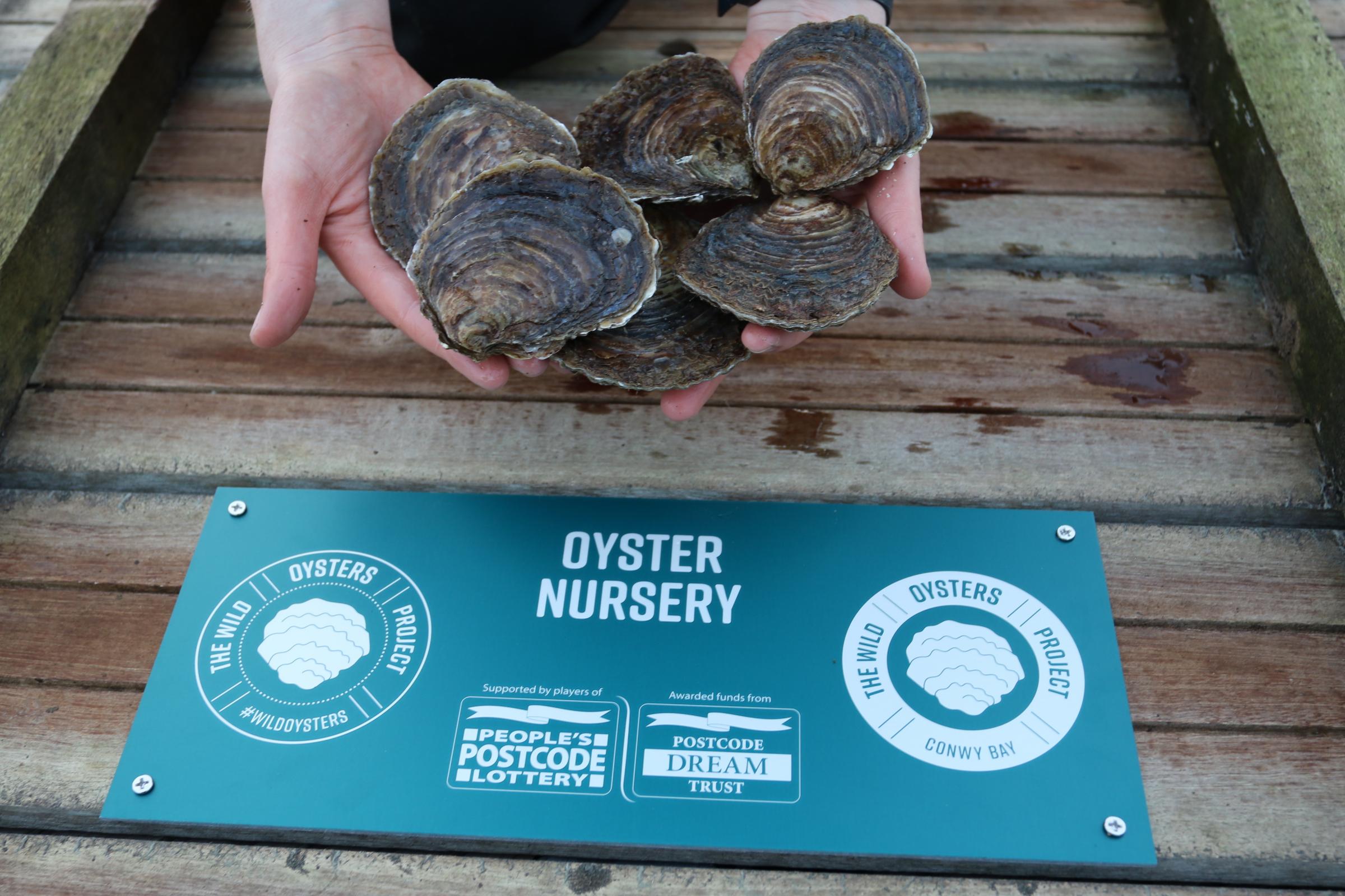Oysters will be suspended underneath marina pontoons. All pictures: ZSL