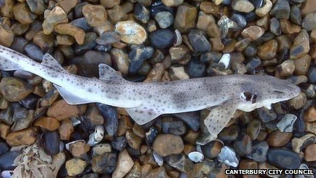 North Wales Pioneer: A dogfish shark that washed up on a Kent beach