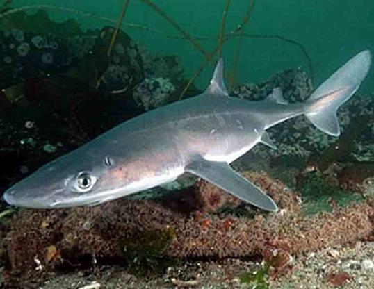 North Wales Pioneer: A spurdog shark