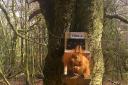 Coleg Cambria Llysfasi built feeders and nest boxes for red squirrels at enclosures in Clocaenog Forest. Picture: Red Squirrel United Project