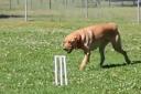 One of the dogs taking on the RSCPA Ashes series. Photo: RSPCA