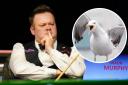 Snooker's Shaun Murphy will be wondering what might have been after his Chocolate Orange was taken by a seagull.