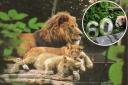 Lions in the 1980's and inset - Red Pandas help the zoo mark 60 years in 2023.