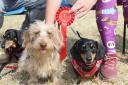 The 2023 RSPCA Bryn-y-Maen Animal Centre Dog Show