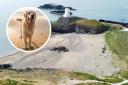 Dog-restricted areas on beaches across North Wales including in Conwy and Anglesey have been lifted this month.