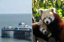 L: Llandudno Pier. R: Red pandas at the Welsh Mountain Zoo