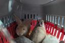 Rabbits being cared for by the RSPCA.