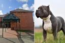 Llandudno Magistrates' Court. Inset: A XL Bully dog