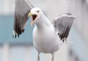 Plan to reduce seagull numbers abandoned.