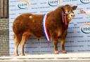 Rambo is the most expensive Limousin bull ever. Photo: MacGregor Photography