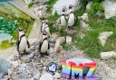 Zoo to celebrate Pride Month and Queen's Platinum Jubilee