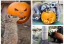 Animals at the Welsh Mountain Zoo prepare for Halloween festivities.