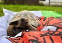 Tortoise at the Welsh Mountain Zoo with the Wales flag.