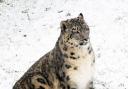 Snow Leopard reflects in the snow