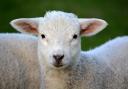 File picture of a lamb