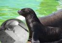 Sea Lion pup Monty! And inset - amazing footage of Monty's mum giving birth was captured