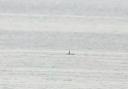 Rob Creek saw a large tall black dorsal fin entering the bay.  He believes it was an Orca.
