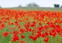 Remembrance Sunday is this week.