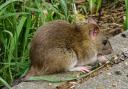 Generic picture of rat