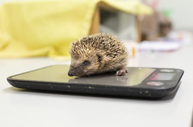 Hedgehog on scales. Picture: RSPCA