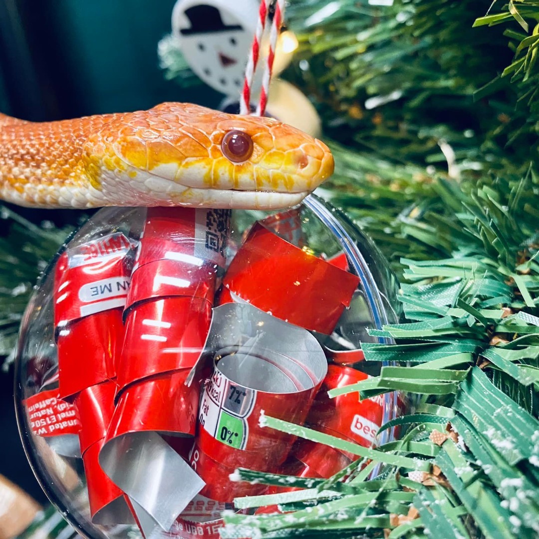 Corn Snake Tango tries to have a cheeky sneak peak at his presents. Picture: Welsh Mountain Zoo