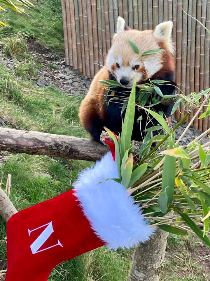 Residents enjoy a special Christmas dinner. Picture: Welsh Mountain Zoo