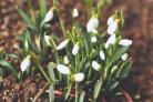 Here are five of the best places to see snowdrop flowers in Lancashire