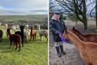 The East Lancs farm where you can ‘meet and greet’ alpacas from February