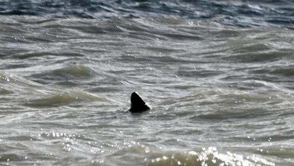 North Wales Pioneer: A fin of a 'great white shark' has been spotted just yards off the coast from a popular beach, it has been claimed