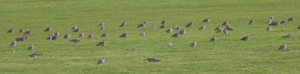 North Wales Pioneer: Curlews on Bodafon Fields. Photo: Gareth Pritchard