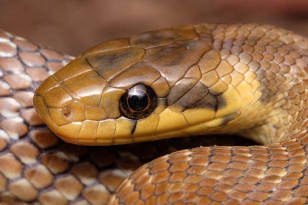 The Aesculapian Rat Snake was native to Britain before the last Ice Age. Photo: Nathan Rusli