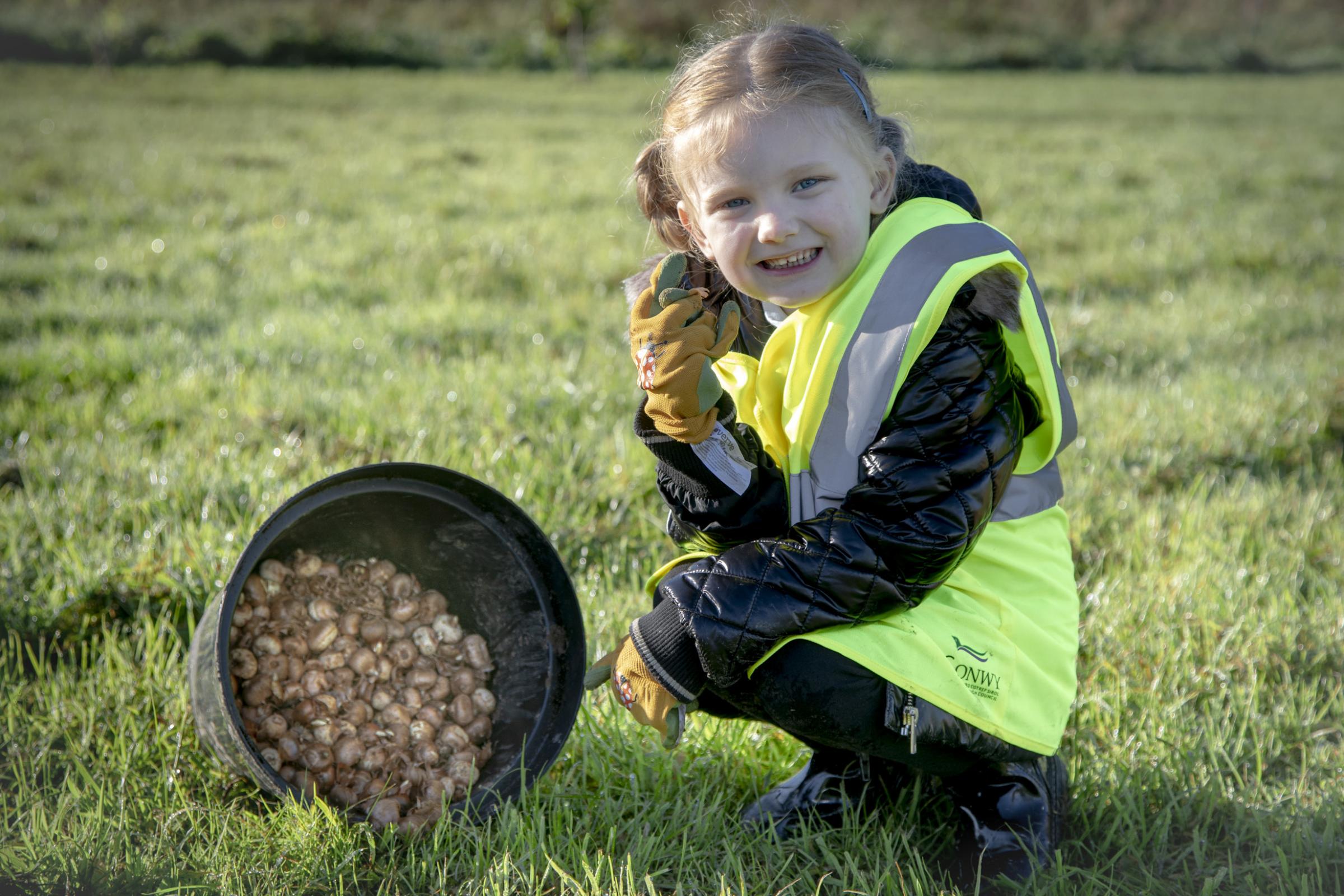 Cartrefi Conwy tree planting on the Peulwys estate; Sorting out the bulbs is Ysgol Swn y Don pupil Luna. Picture Mandy Jones